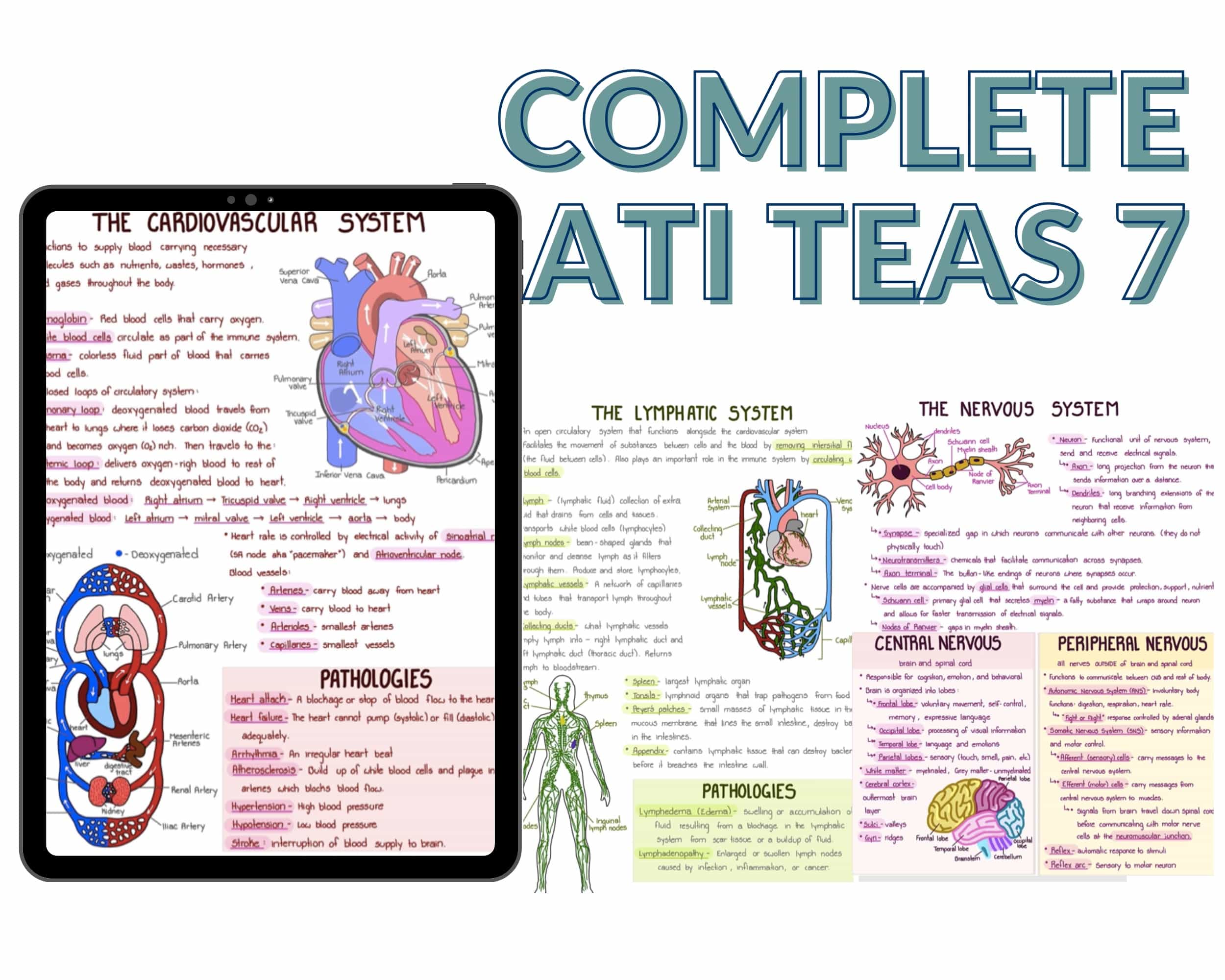 Ati Teas 7 Study Guide - Teas 7 Exam Preparation 2024